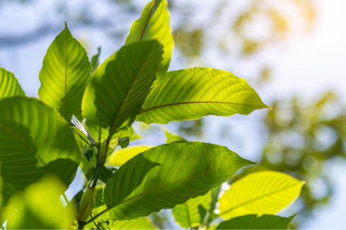Kratom legislativa